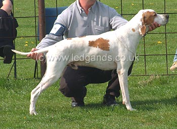 Limit Dog
